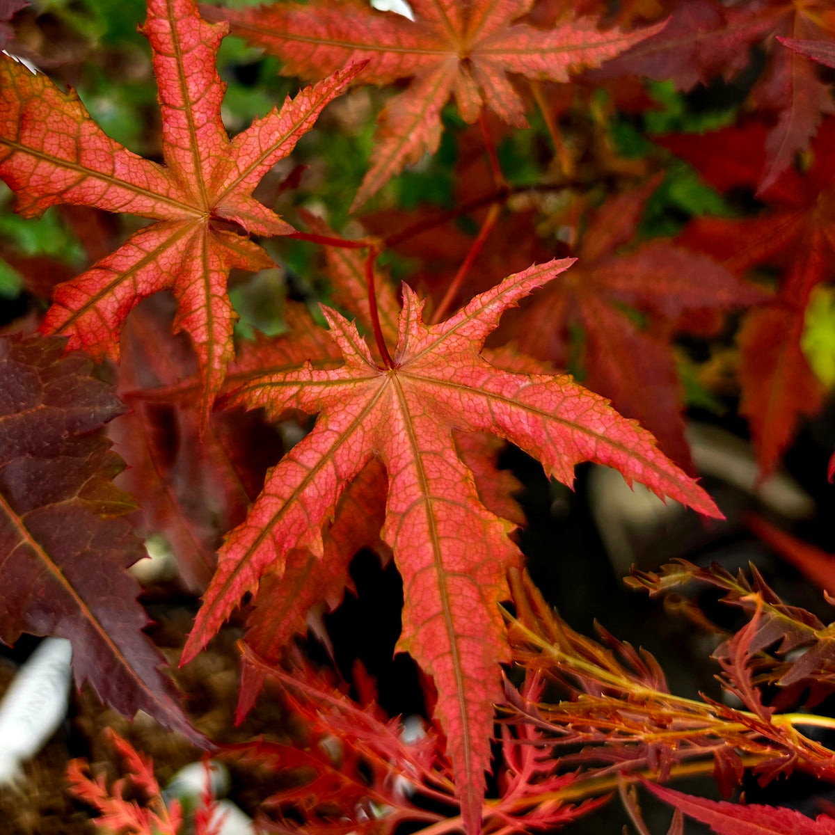 Acer palmatum Celebration