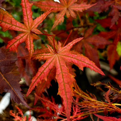Acer palmatum Celebration