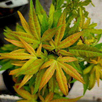 Acer palmatum Beni Mikawa