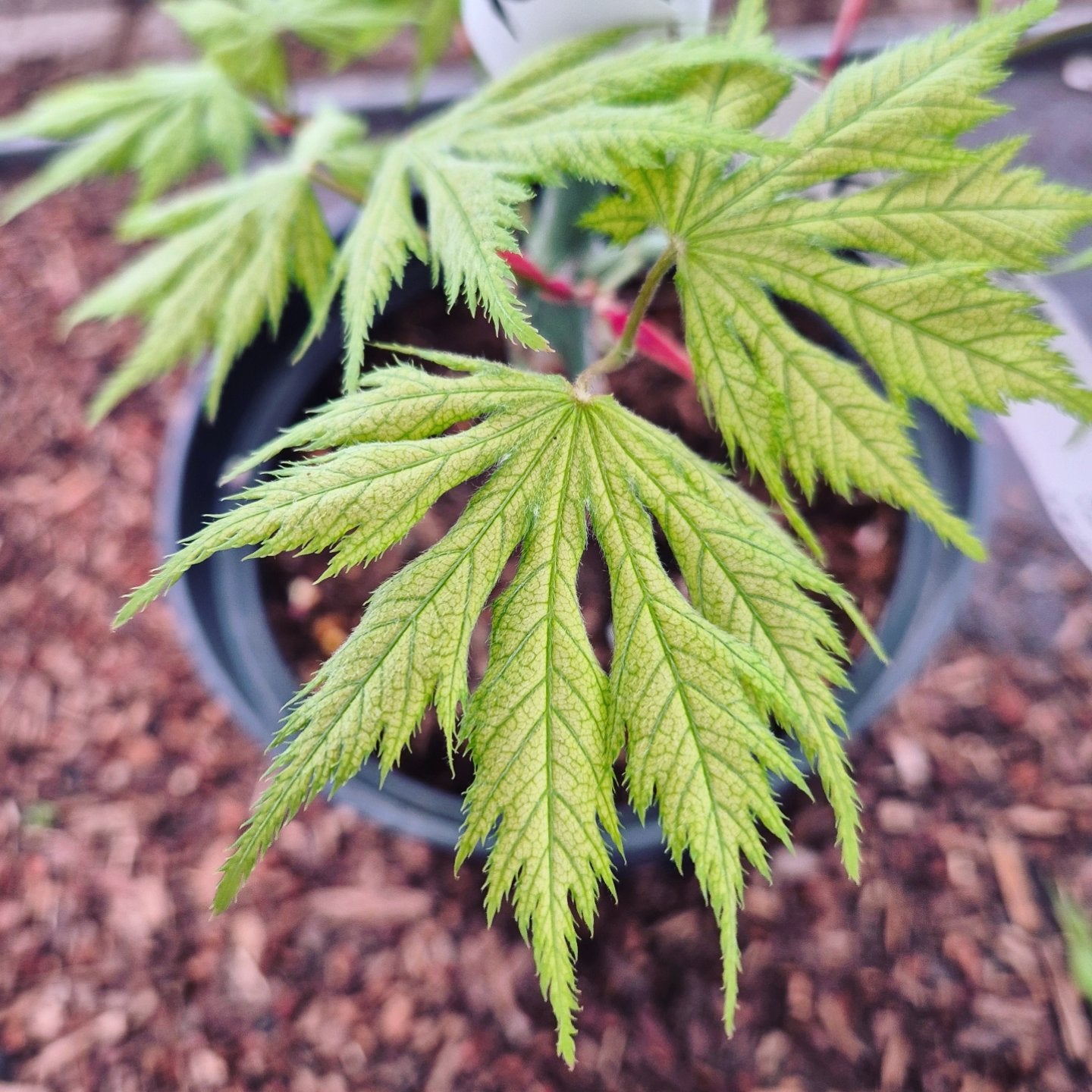Acer palmatum Koyuki