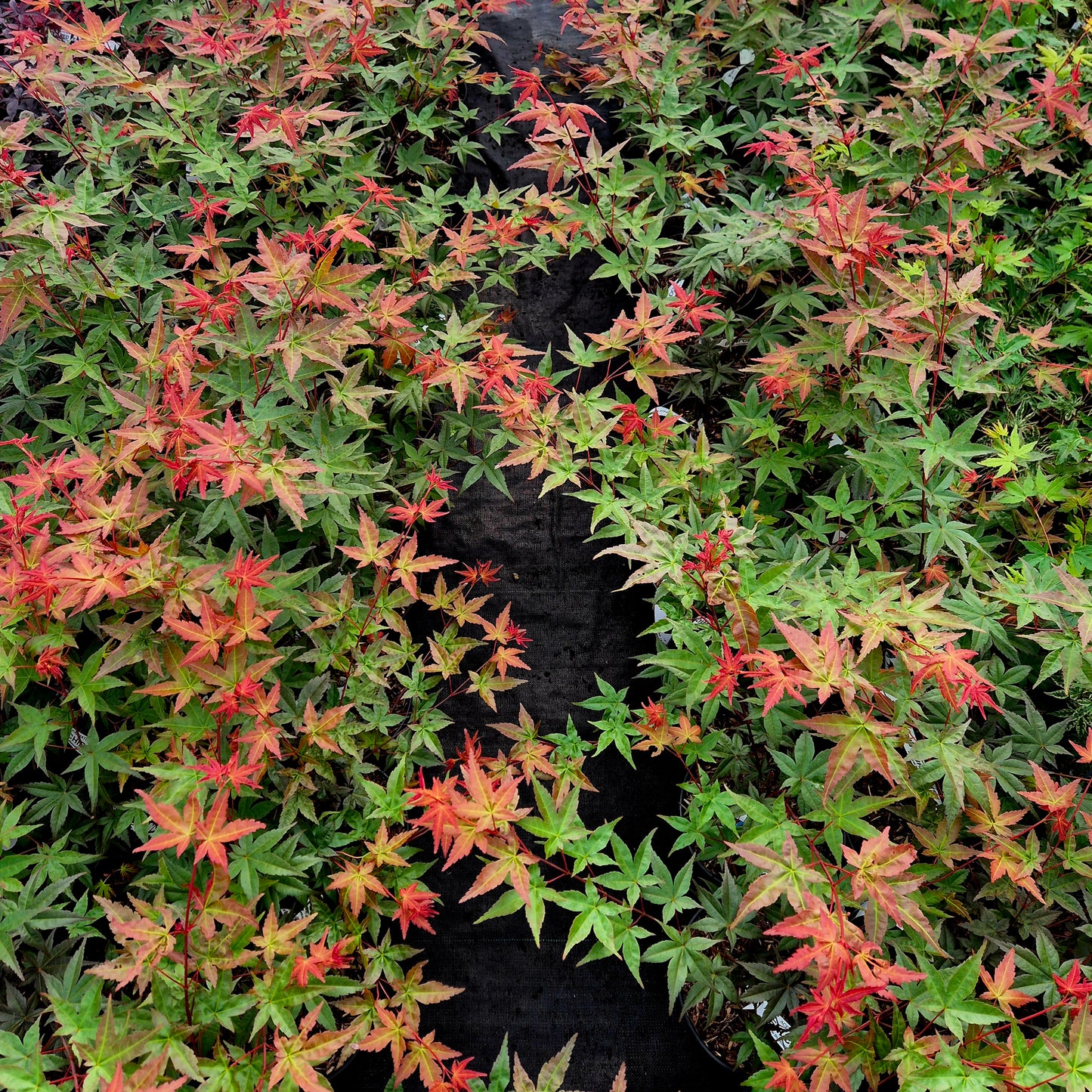 Acer palmatum Beni Chidori
