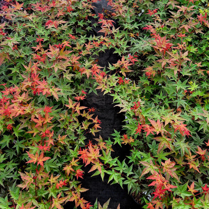 Acer palmatum Beni Chidori
