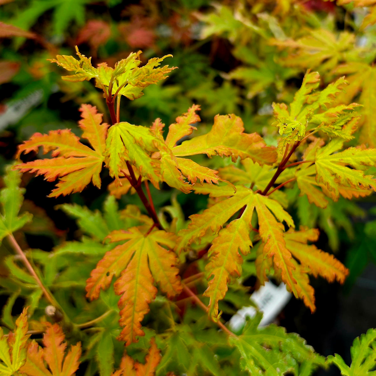 Acer palmatum Golden Treasure