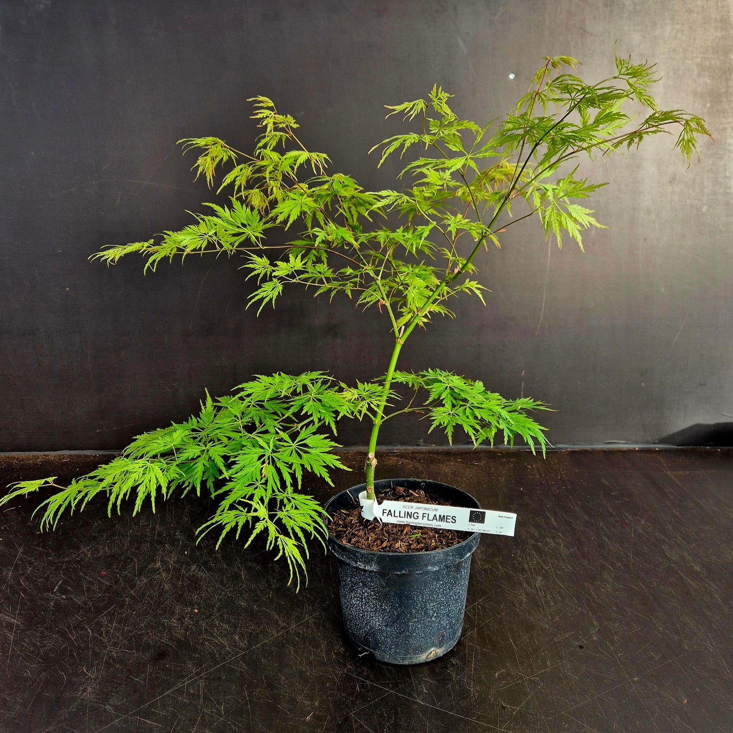 Acer japonicum Falling Flames