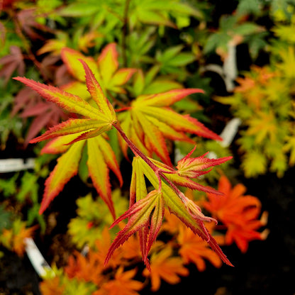 Acer palmatum Red Nails