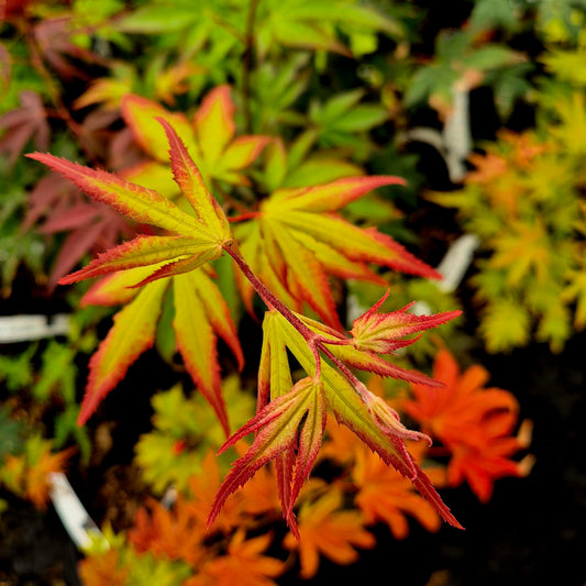 Acer palmatum Red Nails
