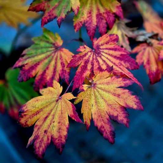 Acer japonicum Vitifolium