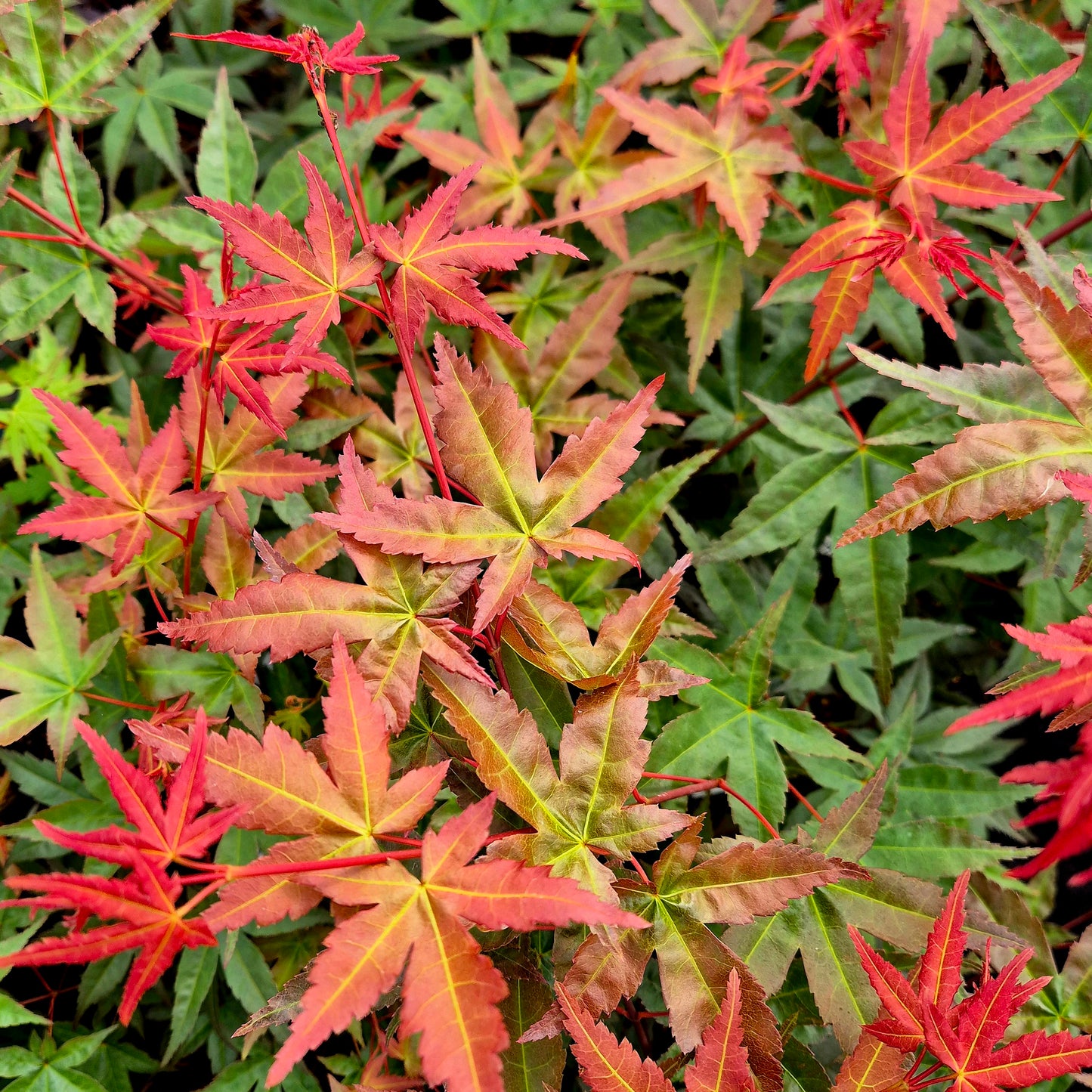 Acer palmatum Beni Chidori