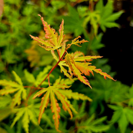 Acer palmatum Milky Way
