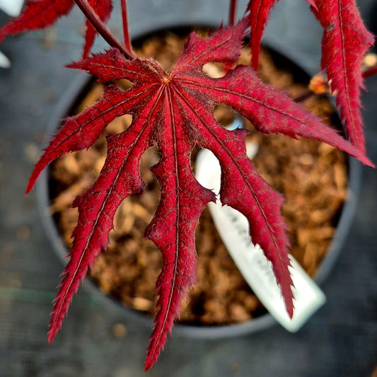 Acer palmatum Dark Ghost
