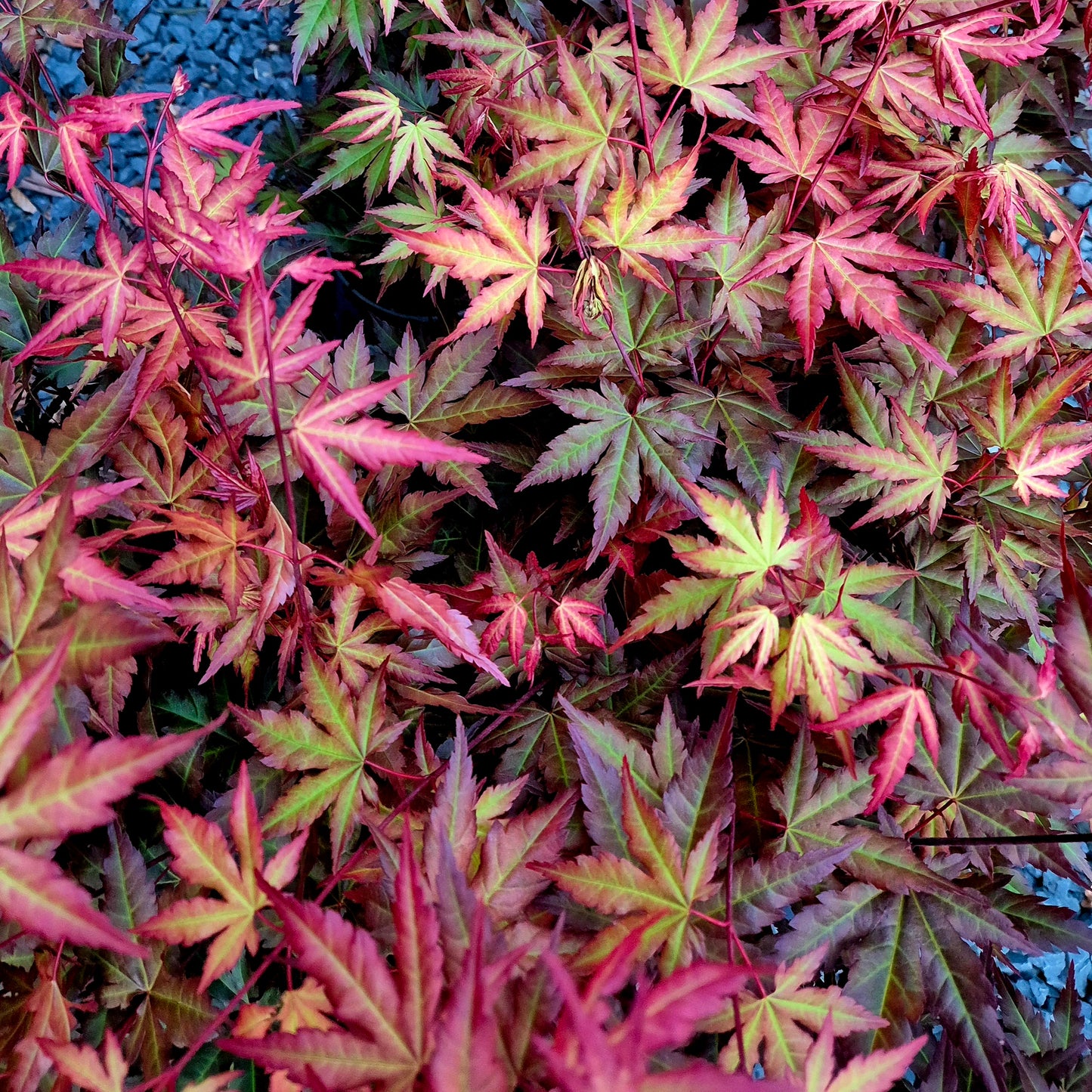 Acer palmatum Mila