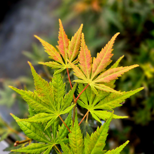 Acer palmatum Kogane Nishiki