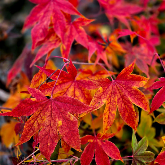 Acer palmatum Hondoshi