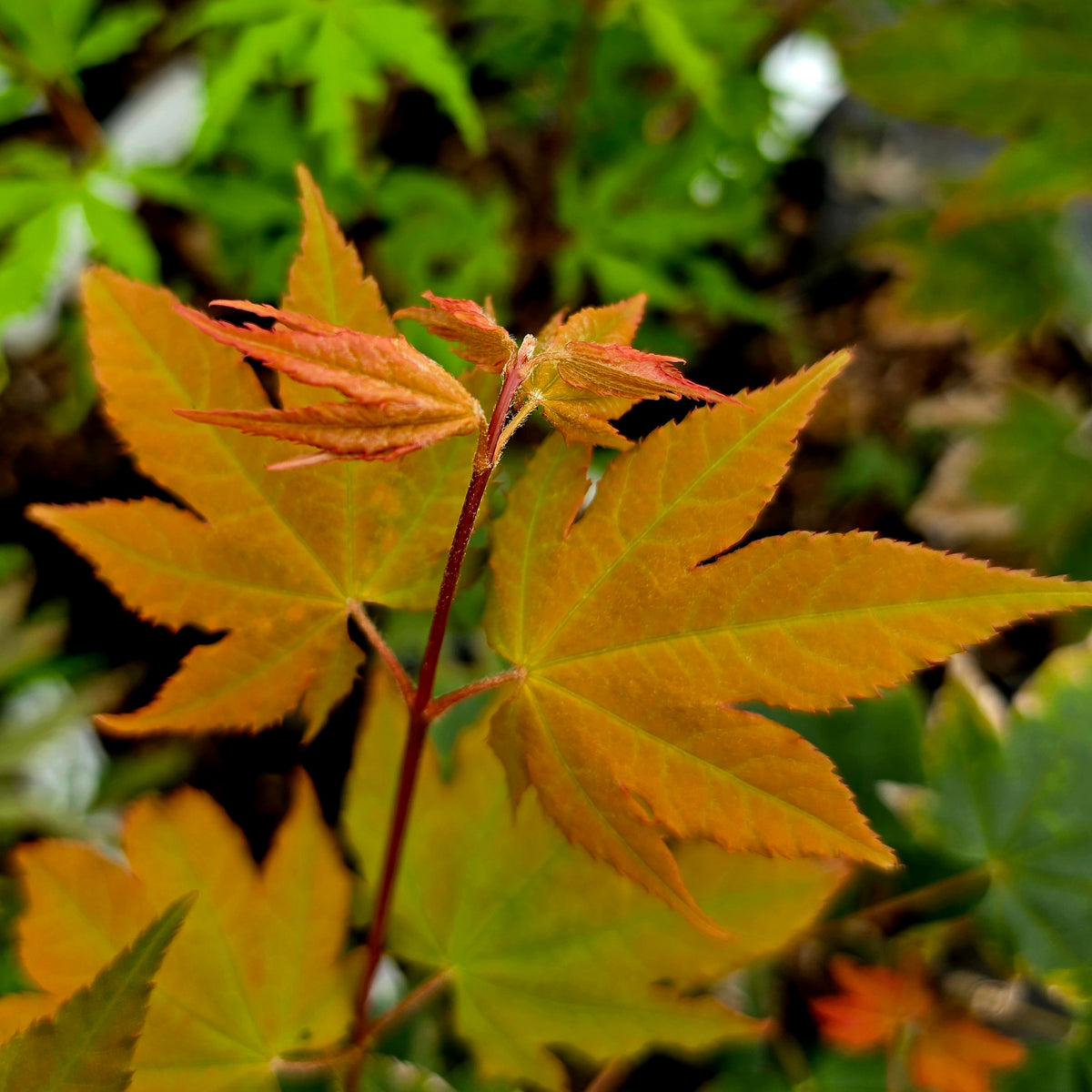 Acer circinatum