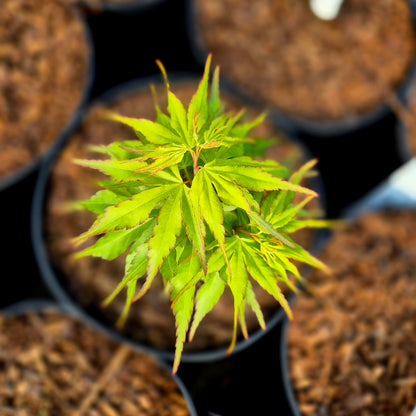Acer palmatum Zoe