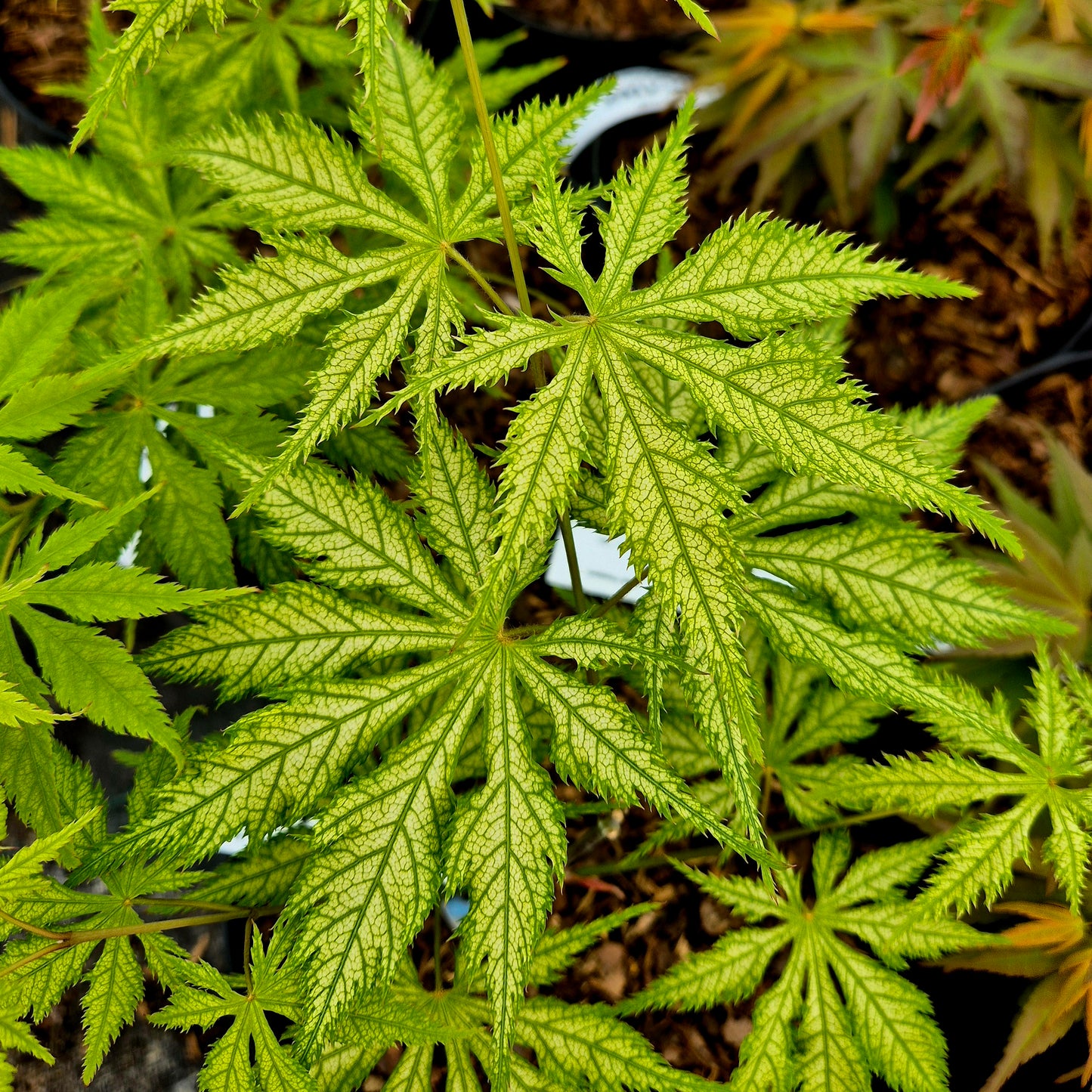 Acer palmatum Koyuki