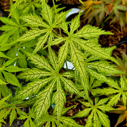 Acer palmatum Koyuki
