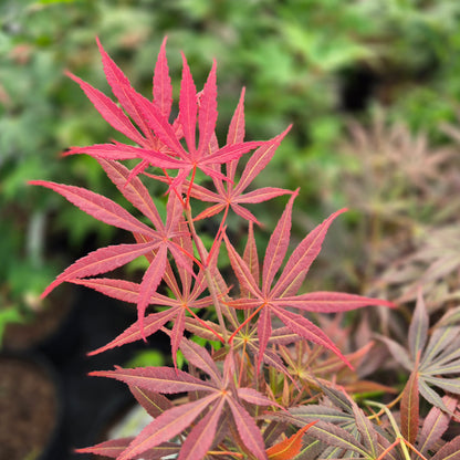 Acer palmatum Burgundy Lime