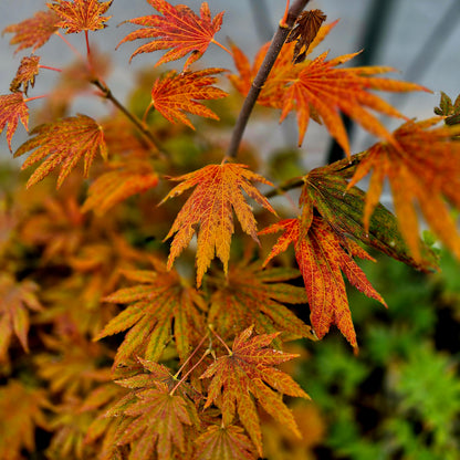 Acer japonicum F. Nakai