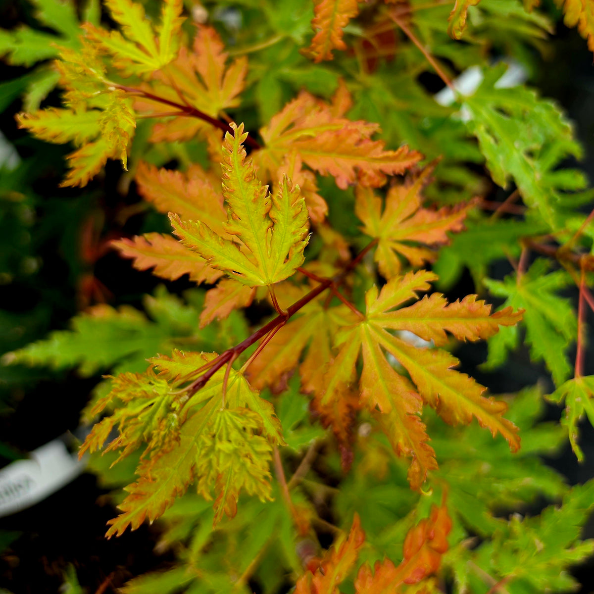 Acer palmatum Golden Treasure