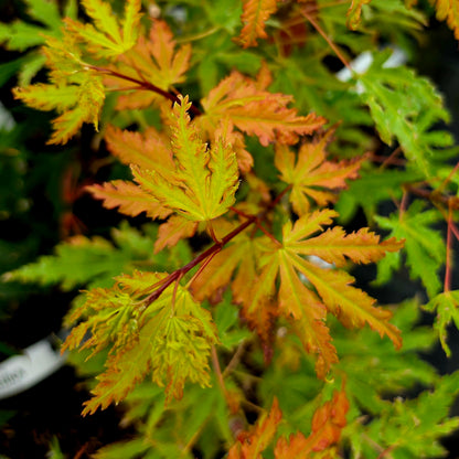 Acer palmatum Golden Treasure