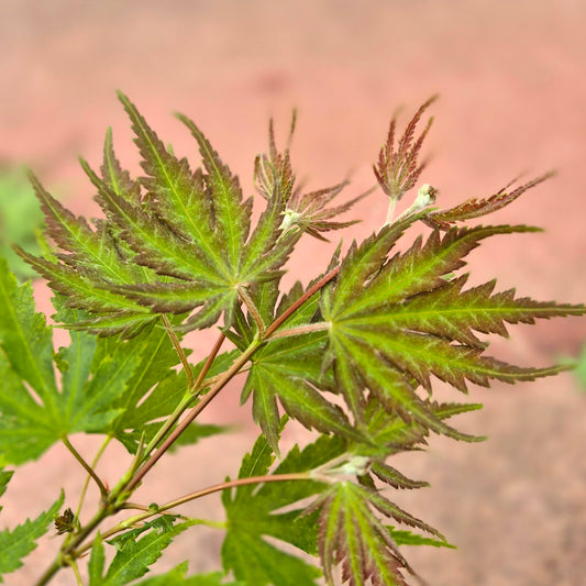 Acer palmatum Annick