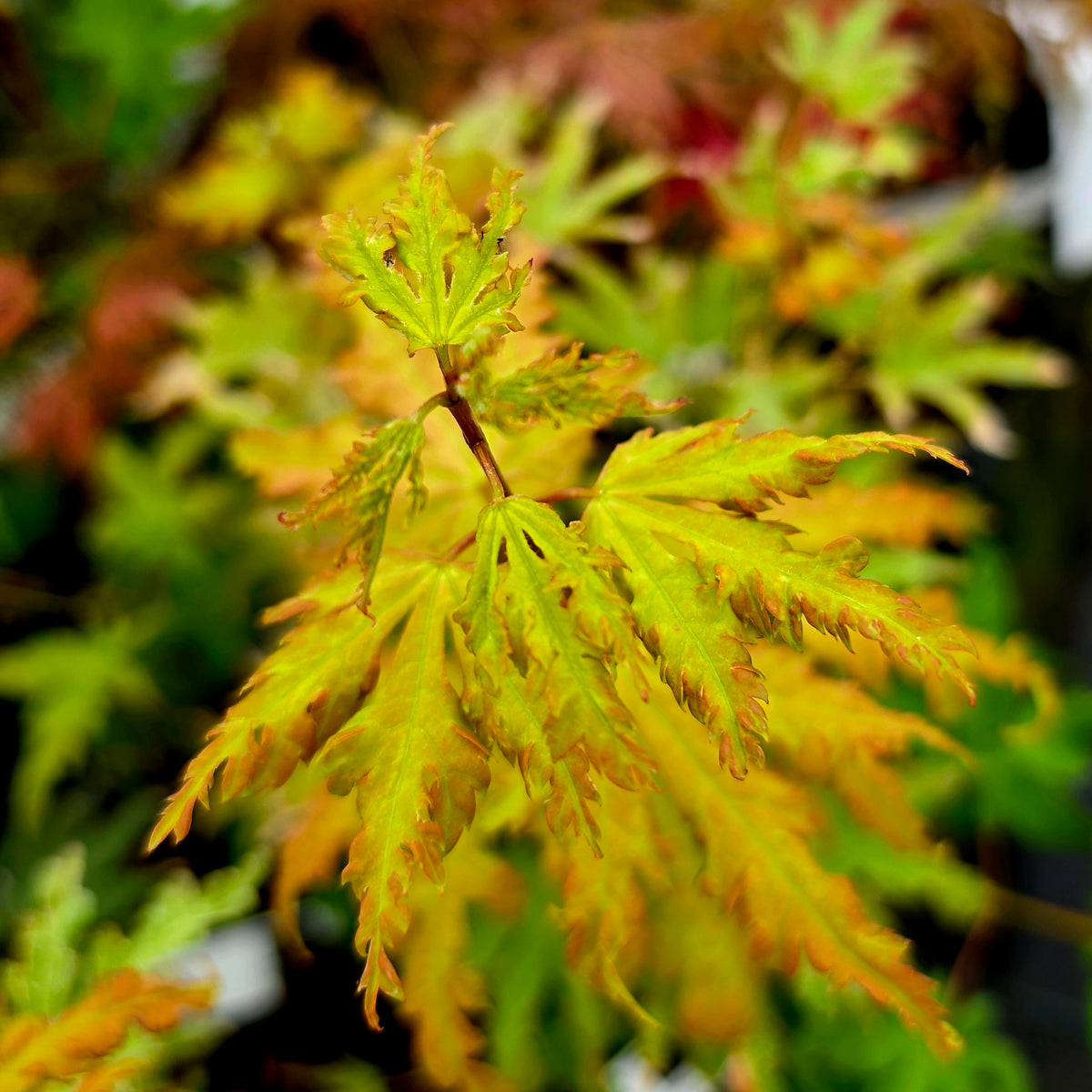 Acer palmatum Golden Treasure