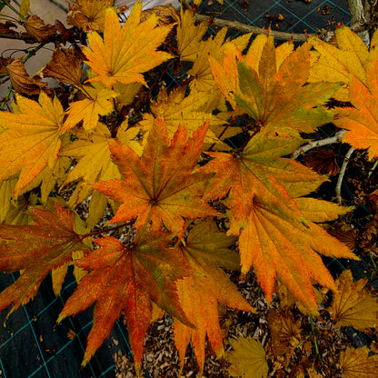 Acer shirasawanum Aureum leaves