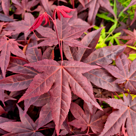 Acer palmatum Red Spray