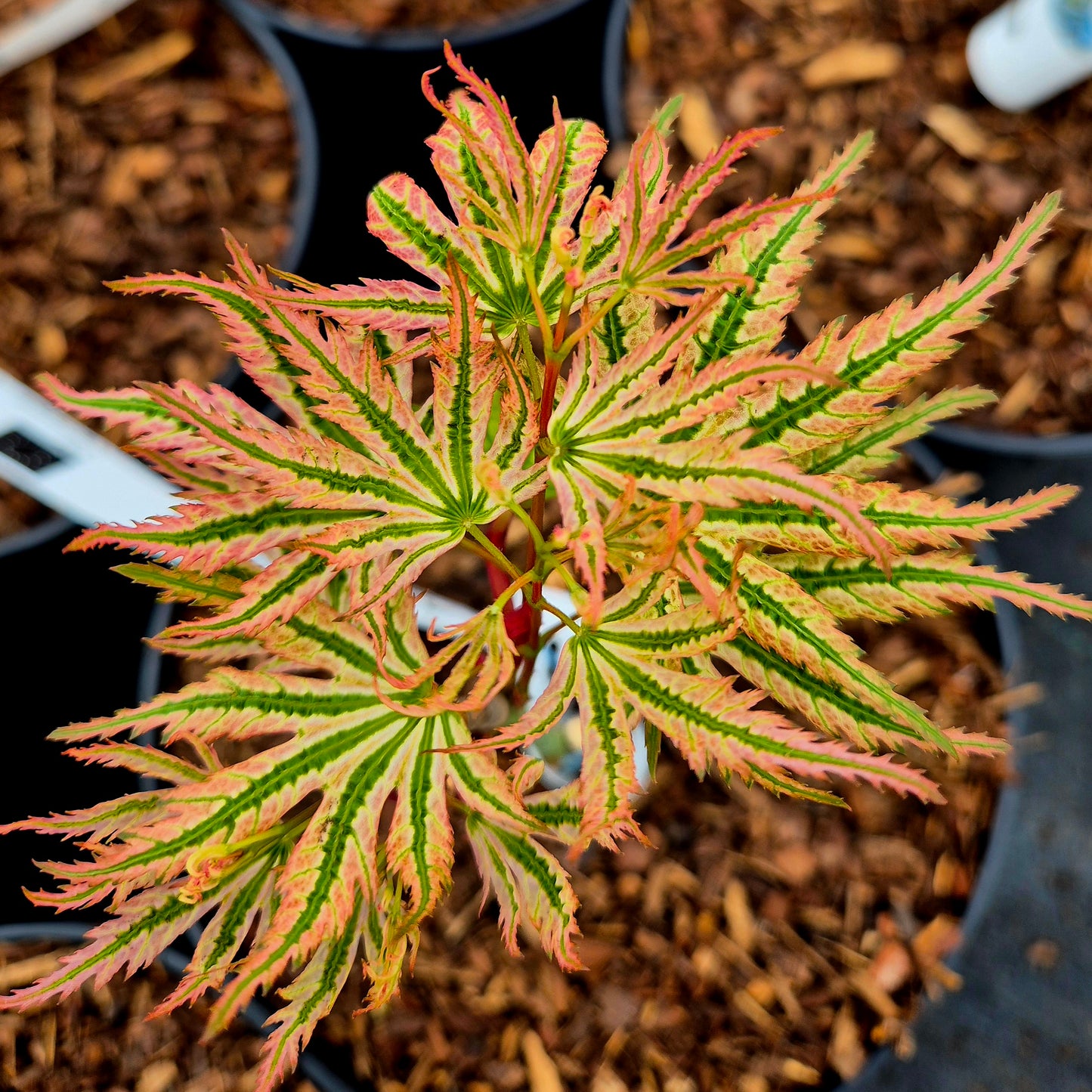 Acer palmatum Alpenweiss