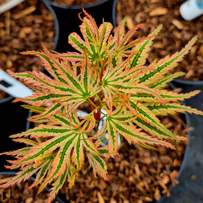 Acer palmatum Alpenweiss