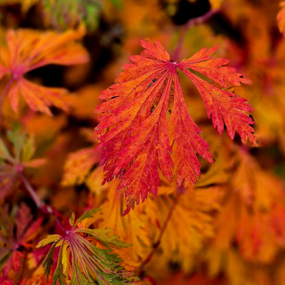 Acer japonicum Aconitifolium