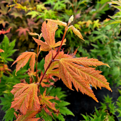 Acer X Asian Flame