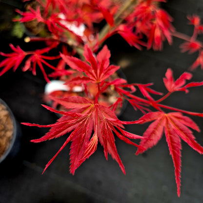 Acer palmatum Isobel