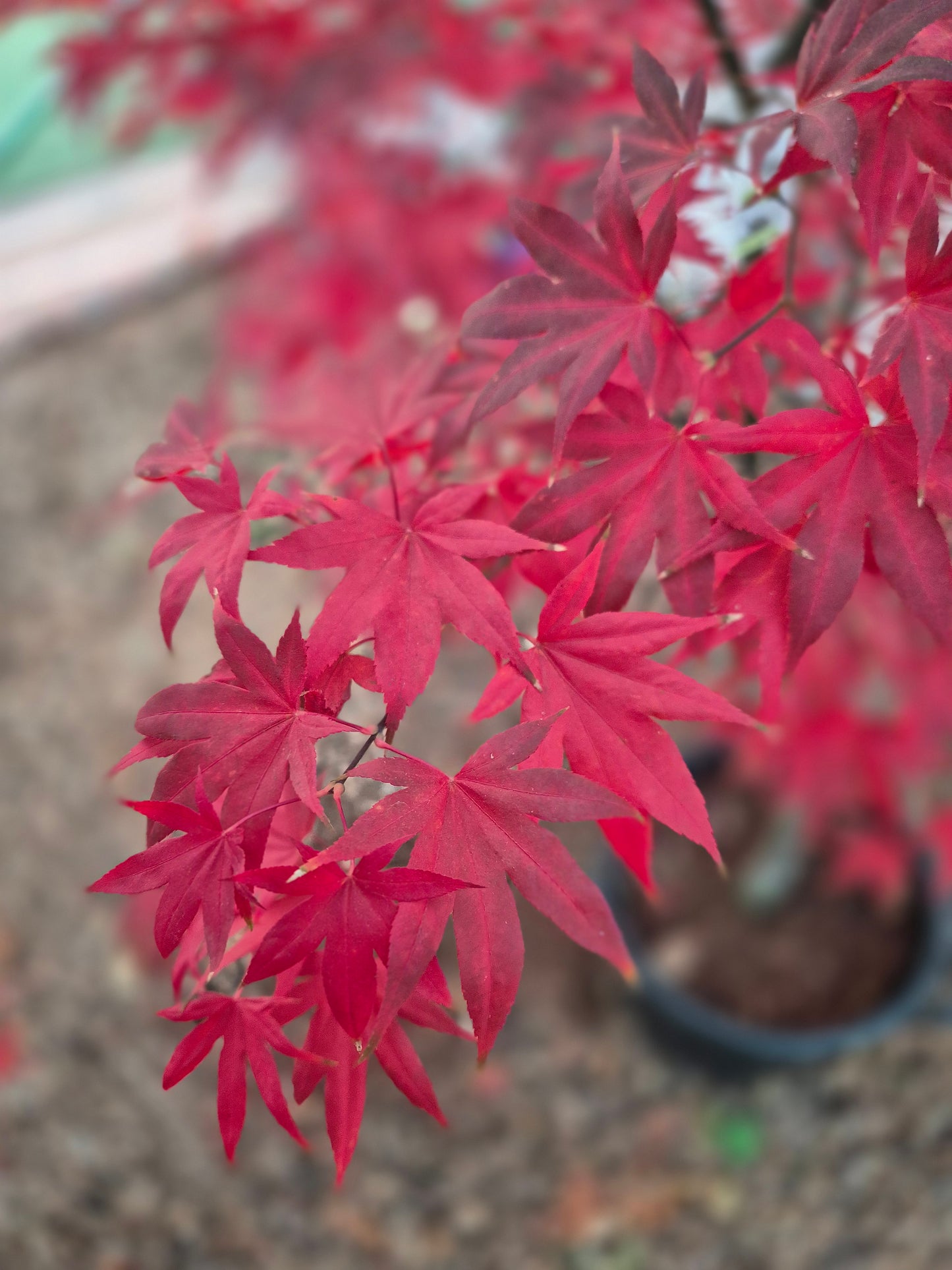Acer palmatum Bloodgood