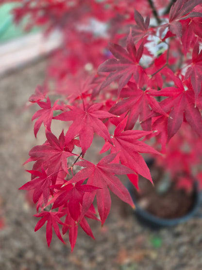Acer palmatum Bloodgood