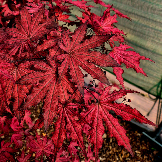 Acer palmatum Amagi Shigure
