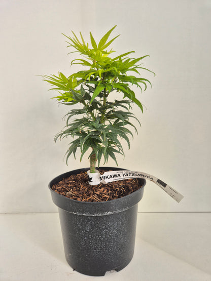 Acer palmatum Mikawa Yatsubusa