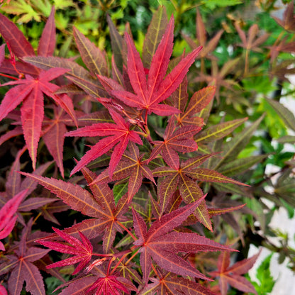 Acer palmatum Burgundy Flame