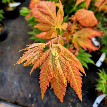 Acer X Asian Flame