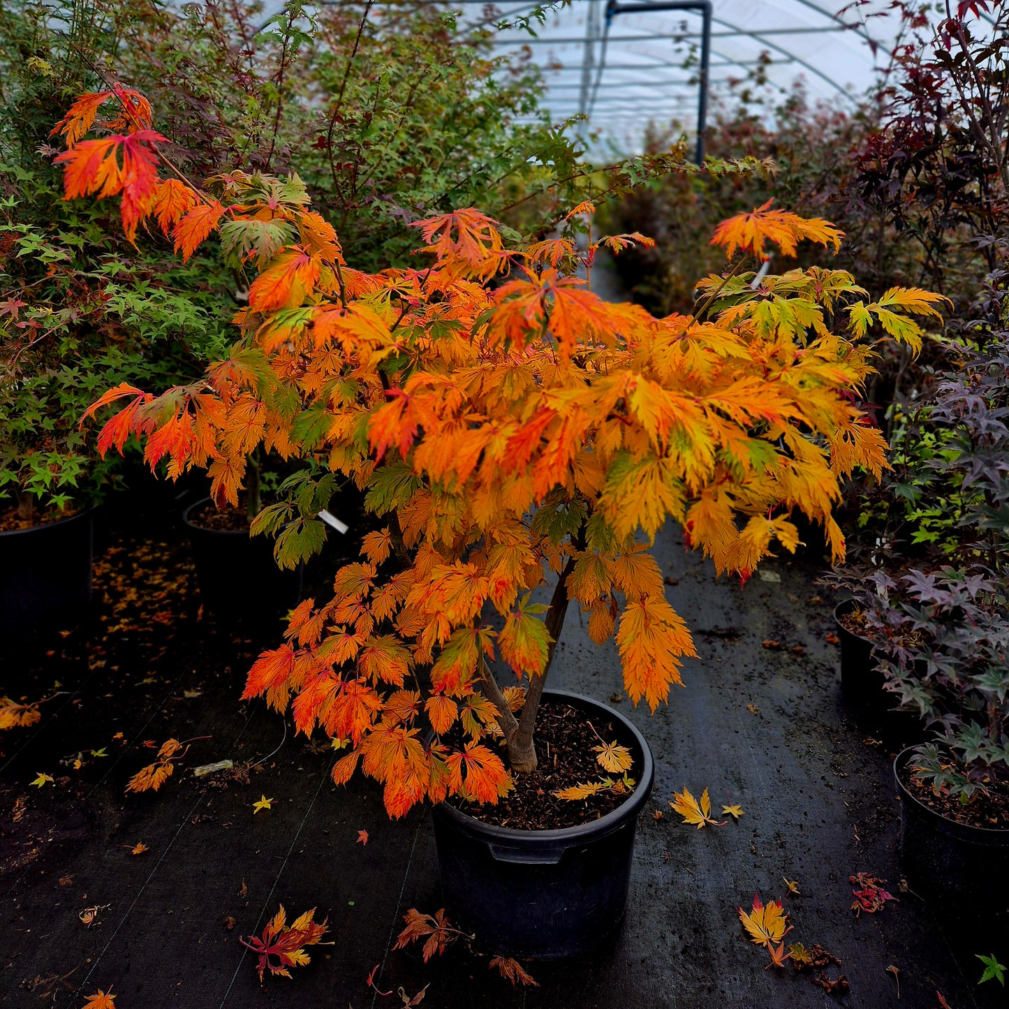 Acer japonicum Aconitifolium