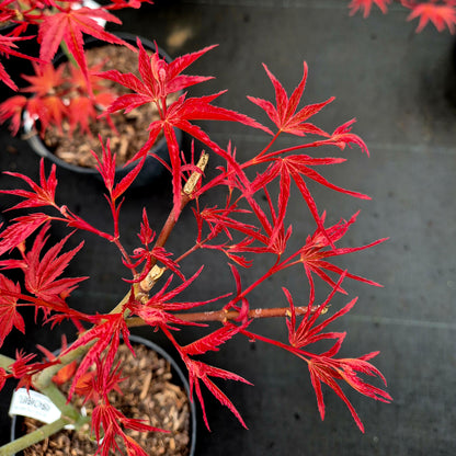 Acer palmatum Isobel