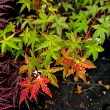Acer palmatum Beni Chidori