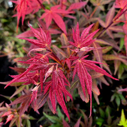 Acer palmatum Burgundy Flame