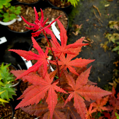Acer palmatum Celebration