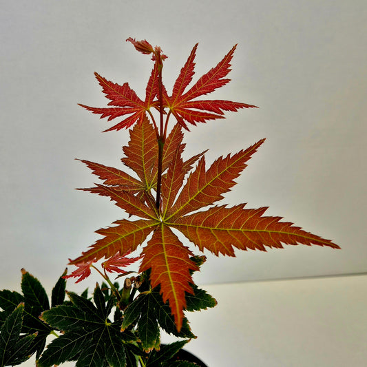 Acer shirasawanum Mirte
