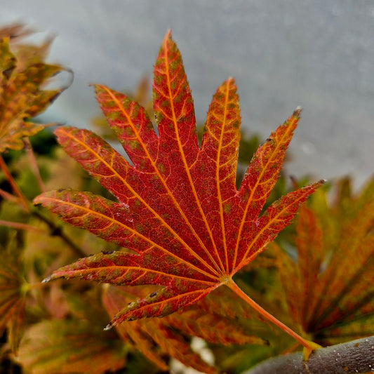 Acer japonicum F. Nakai