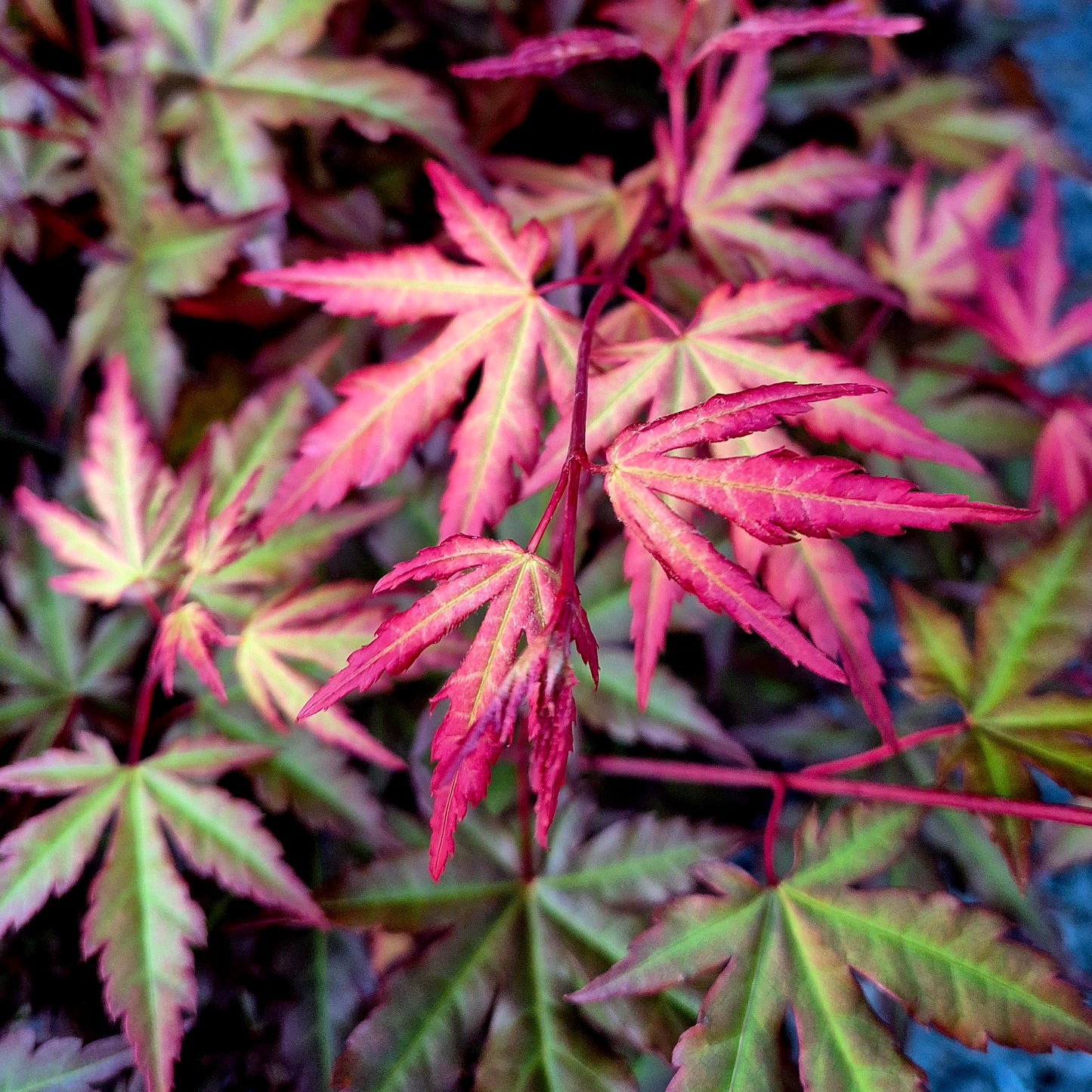 Acer palmatum Mila