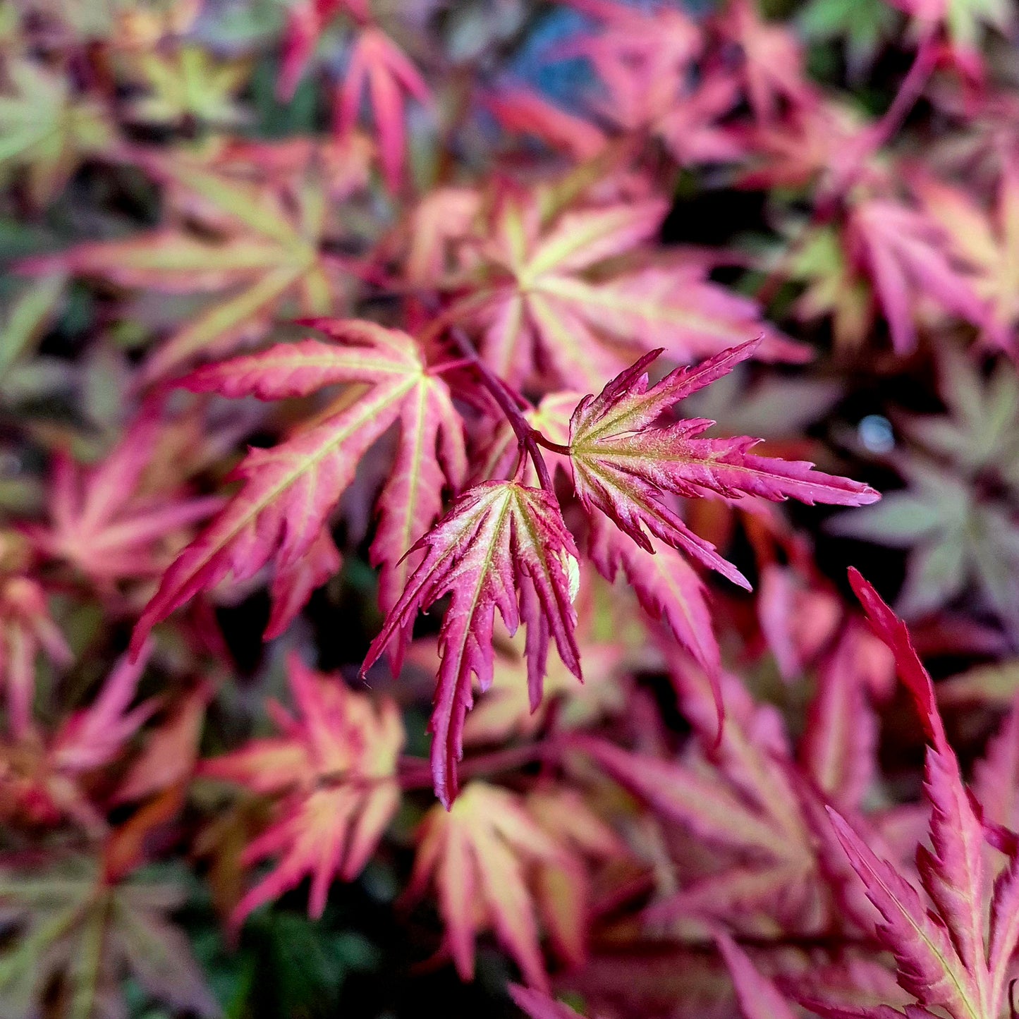 Acer palmatum Mila