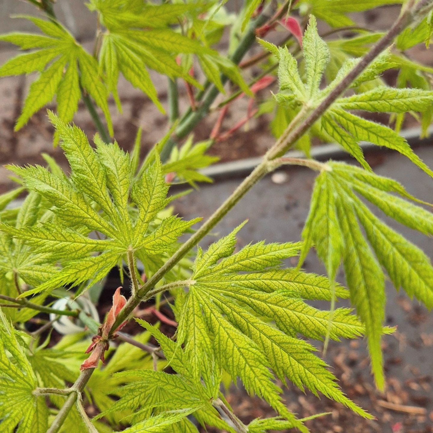 Acer palmatum Koyuki